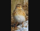 もっちりした鳥