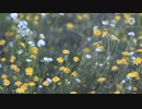 The Flower Field (lofi mix)