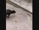 ホモと見る　エサが口の中に勝手に入ってくると思い込んでいる鳥