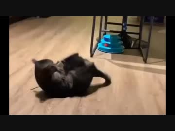ホモとみる かわいいぬこが腹筋するぬこ