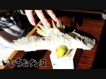 お爺ちゃんインコ達のお風呂事情