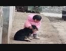 ホモと見る　爆竹で犬が怖がらないように耳を塞ぐ幼女