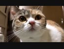 2022/02/06(日) 20:45 うすしお 配信アーカイブ