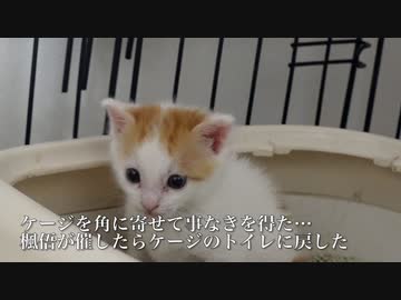 ヨチヨチ保護子猫兄弟、社会化期の連れションを披露する