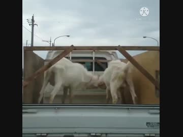 軽トラの荷台で戦うヒージャー