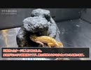 レオパ用のドライシェルターを自作する【爬虫類シェルターDIY】