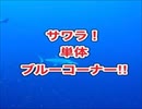 サワラ36秒