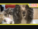 クッソのんびりとした平日の夕方～夜の子猫の日常 ケツとタマタマを添えて【召喚獣はる】
