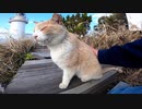 不満の表情を見せる灯台のボス猫にねこじゃすりで機嫌を取れるのか？【野良猫】【感動猫】