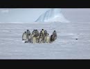 ◆大きな鳥の襲撃(＞＜)！ペンギンsan♪がとった行動は✨✨