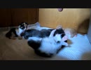 生後16日目の終わりはおしゃぶりしながら飼主の手にしがみつく子猫