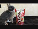 【うさぎ】初めてのおやつで大興奮…！【ASMR】