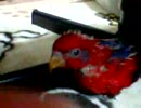 鳥三昧