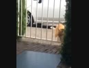 ホモとみる 猫にやつ当たりされる門扉