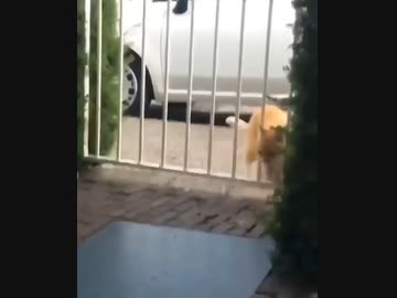 ホモとみる 猫にやつ当たりされる門扉