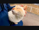 遊歩道で出会った白猫ちゃん、足元に擦り寄ってきたのでナデナデすると喜んで膝の上に乗ってきた