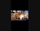 キジトラ猫がキマり過ぎて草#Shorts【野良猫】【感動猫】