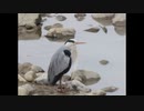 ２０２２年２月８日　ho散歩　狩留家