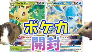 【ポケカ開封】モルモットと開封草のリーフィアと氷のグレイシア【モルモット】