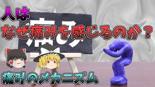 【ゆっくり解説】人はなぜ痛みを感じるのか？痛みが発生する仕組みとは？