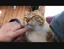 猫の濡れた鼻を触る