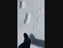 雪の上を散歩