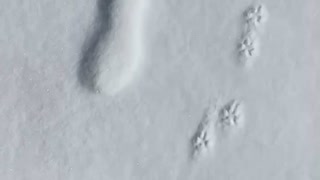 雪の上を散歩