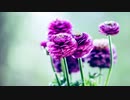 Favs 1-frame for Video-Search