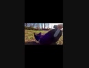 ねこじゃすりに勘違いしてケツが上がるハチワレ猫#Shorts【野良猫】【感動猫】