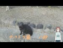 サバトラ猫　八紗（やしゃ)