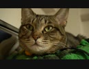 【猫の日常】うちの猫の超絶リラックスタイムをなるべくアップで観察してみた【vlog】