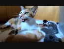部屋で掃除機をかけたら母猫に怒られました