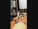ホモとみる 主人の足の臭いに目覚めた猫