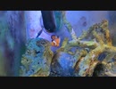 小さい海水槽　水量30L濾過6L カクレクマノミ１１歳
