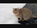 雪解け後のパトロール