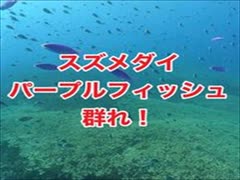 慶良間諸島・渡嘉敷島・野崎