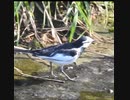 鳩は首振るけどセキレイは？【野鳥観察】ハクセキレイWhite Wagtail / Motacilla alba