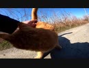 保護を求めるかのように男に近づく茶トラ猫【野良猫】【感動猫】