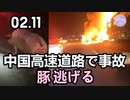 中国高速道路で事故、豚逃げる
