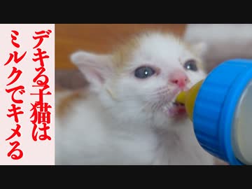 群馬からの保護子猫、ミルクをキメてあざやかキトゥンブルー