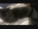2022/02/11 20:00 ちっけ 配信アーカイブ