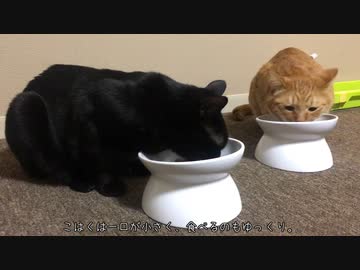 カリカリを食らう猫。