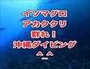 黒島ダイビング・イソマグロ・アカククリ・慶良間諸島