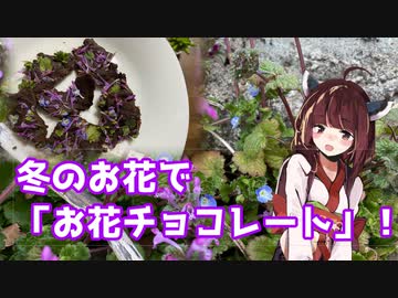 【思い切って野草を食べてみよう】#55 冬の野花で「お花チョコレート！」
