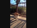 後ろに付いてくる男に不満を持つ茶トラ猫#Shorts【野良猫】【感動猫】