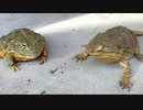 ホモと見る 不器用なカエルくん