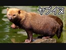 ヤブイヌ【ゆっくり解説】