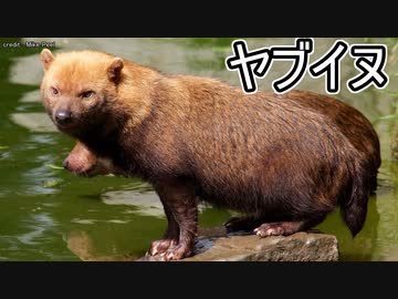 人気の ヤブイヌ 動画 30本 ニコニコ動画