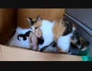 押入れから子猫が消えた！【生後17日目-2】母猫が咥えて移動