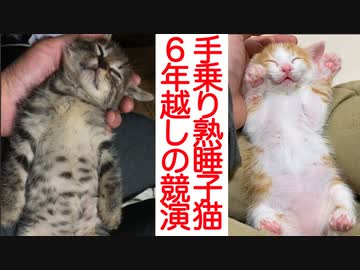 手乗りスヤスヤ子猫、6年越しの競演を果たす